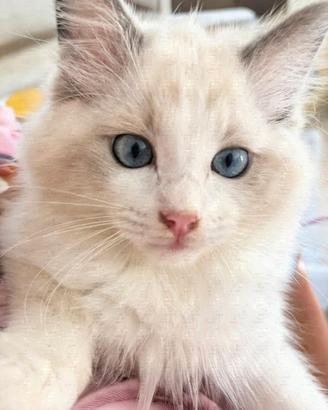 Gattino Siberiano Ragdoll
