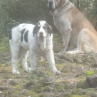 Cucciola di Asia Centrale