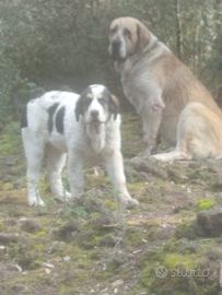 Cucciola di Asia Centrale