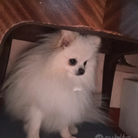 Pomerania bianco Maschio per accoppiamento