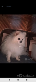 Pomerania bianco Maschio per accoppiamento