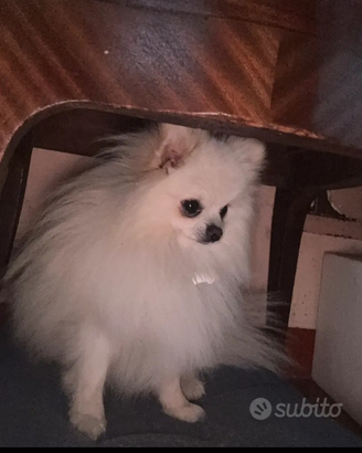 Pomerania bianco Maschio per accoppiamento