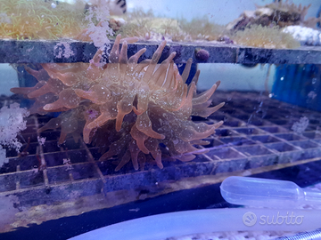 Anemoni quadricolor