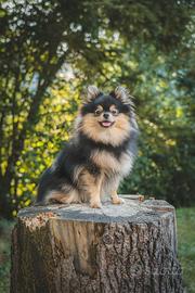 Pomerania black and tan