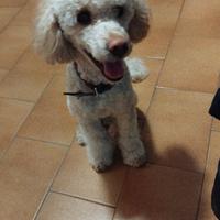 Barboncino taglia standard