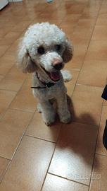 Barboncino taglia standard