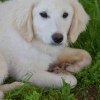 Cuccioli in adozione