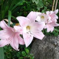 Due bulbi di Amaryllis Belladonna