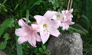 Due bulbi di Amaryllis Belladonna