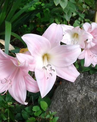Due bulbi di Amaryllis Belladonna