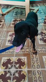 Cane razza jagd terrier incrocio taglia piccola