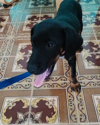 Cane razza jagd terrier incrocio taglia piccola