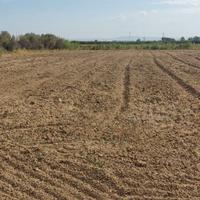 Terreno agricolo ex agrumeto