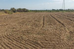 Terreno agricolo ex agrumeto