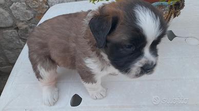 Cane san bernando