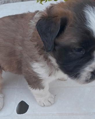 Cane san bernando
