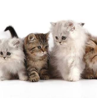 gatto persiano 