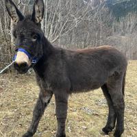 Asino maschio 1 anno