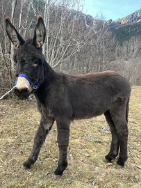 Asino maschio 1 anno