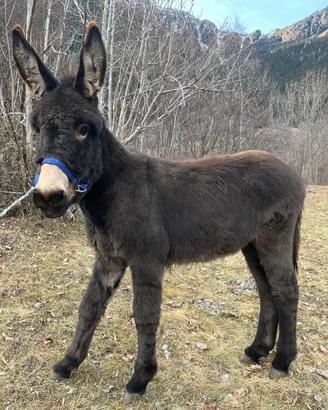 Asino maschio 1 anno