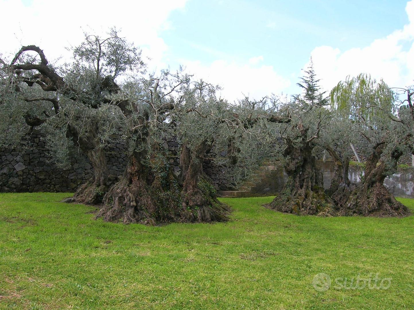 Terreno agricolo con villa, uliveto e vigneto - Vista 5