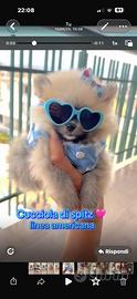 Spitz pomerania