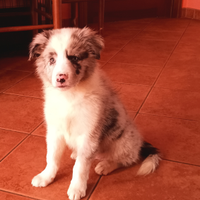 Cuccioli border collie alta genealogia