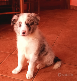 Cuccioli border collie alta genealogia