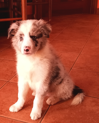 Cuccioli border collie alta genealogia
