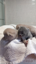 Cuccioli brithis shorthair