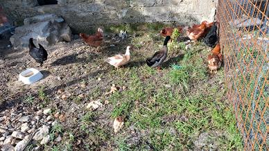 Galline ovaiole Giovani