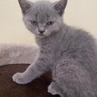 Gattini Scottish Straight