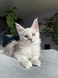 Trilli cucciola Shaded