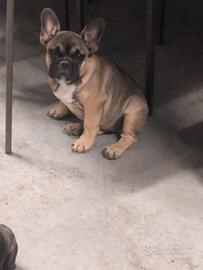 Bulldog francese maschio