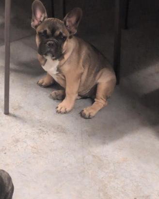 Bulldog francese maschio