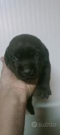 Cucciolo di labrador cioccolato