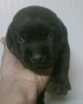 Cucciolo di labrador cioccolato