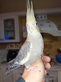 Calopsite allevati a mano