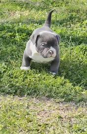 American Bully