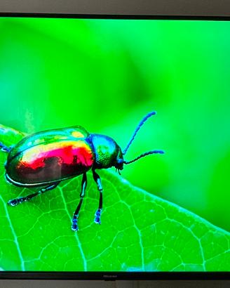 Hisense 43” 4K QLED Smart TV VIDAA