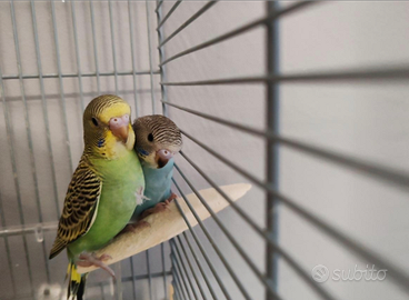 Pulli cocorite allevate a mano