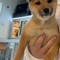 Cuccioli di Schiba inu