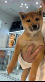 Cuccioli di Schiba inu