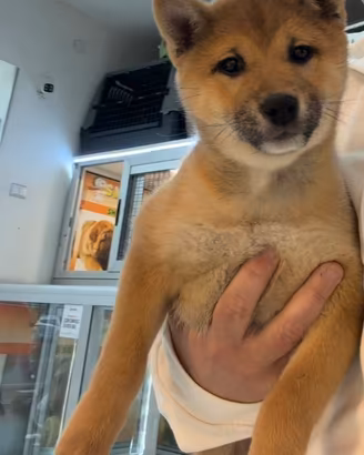 Cuccioli di Schiba inu
