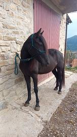 Cavalla nera domata - Animali In vendita a Bologna