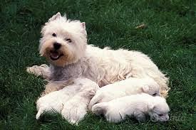 West Highland con PEDIGREE