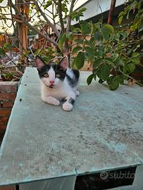 4 cuccioli di gatto di due mesi