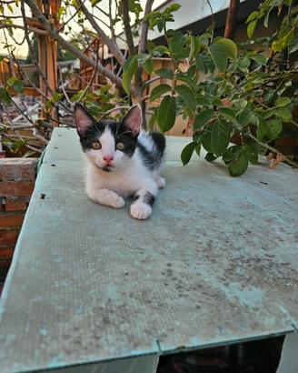 4 cuccioli di gatto di due mesi