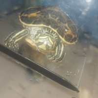 Tartaruga e acquario