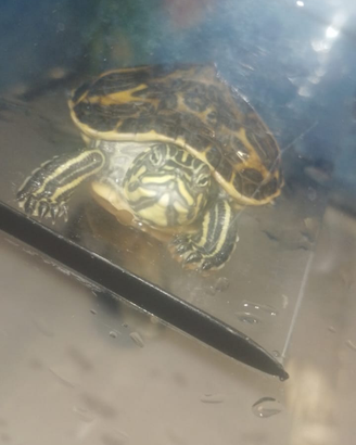 Tartaruga e acquario